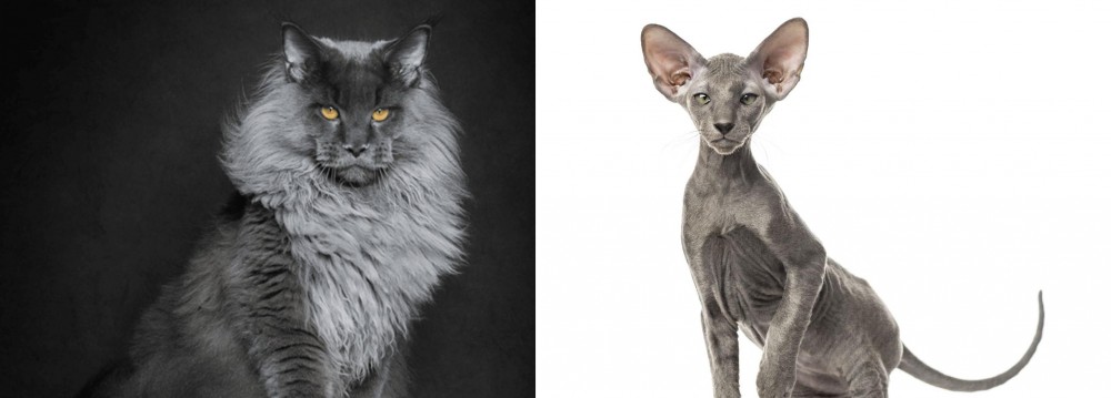 Peterbald vs Maine Coon - Breed Comparison