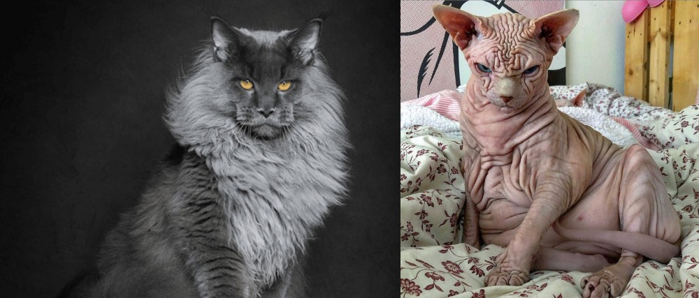 Sphynx vs Maine Coon - Breed Comparison