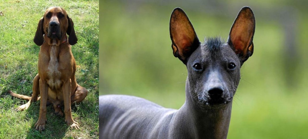 Mexican Hairless vs Majestic Tree Hound - Breed Comparison