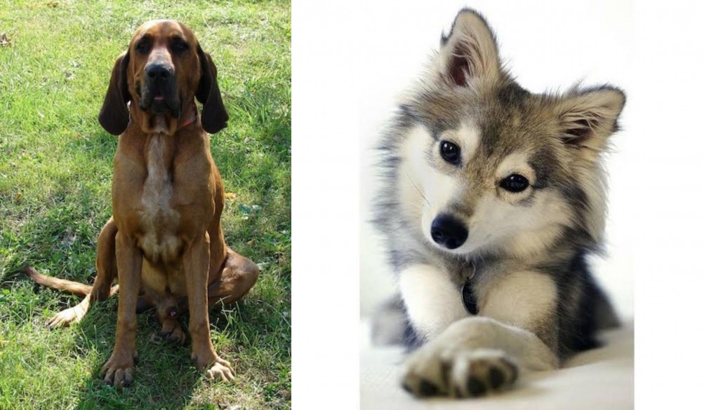 Miniature Siberian Husky vs Majestic Tree Hound - Breed Comparison