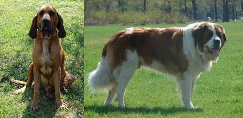 Moscow Watchdog vs Majestic Tree Hound - Breed Comparison