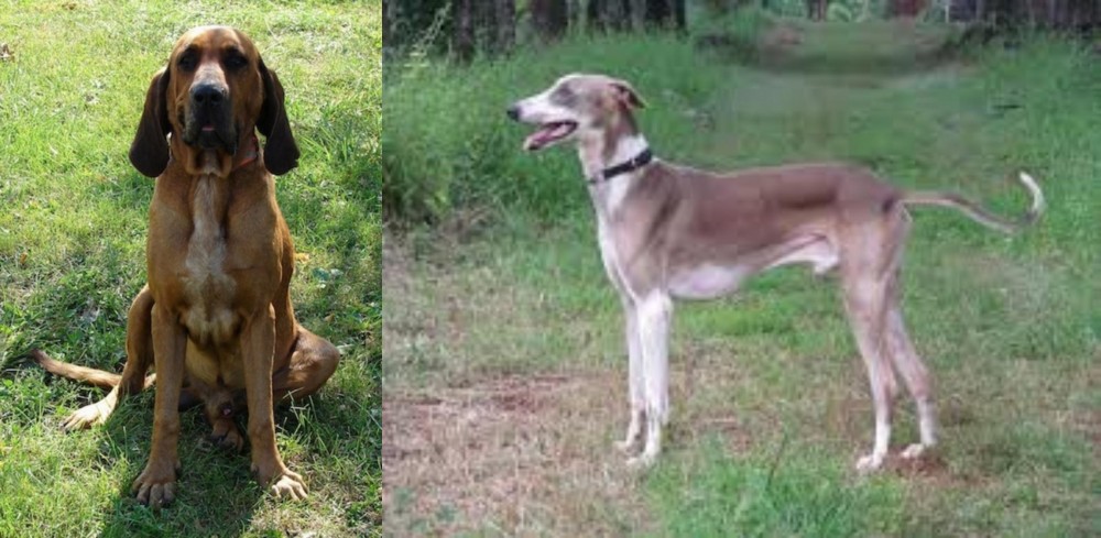 Mudhol Hound vs Majestic Tree Hound - Breed Comparison