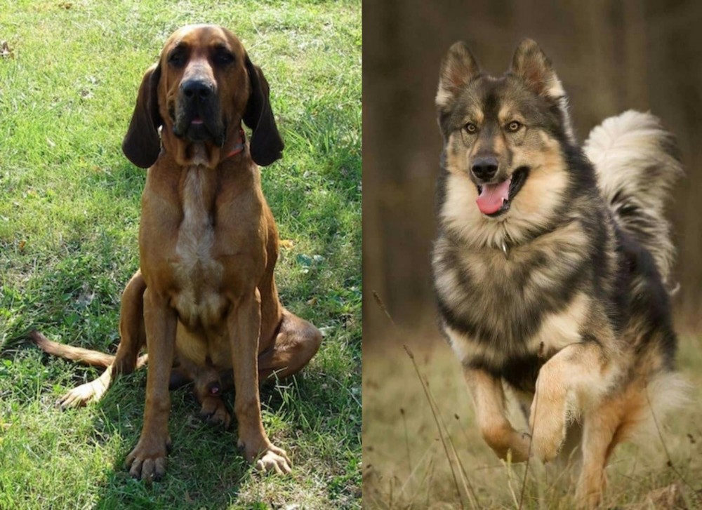 Native American Indian Dog vs Majestic Tree Hound - Breed Comparison