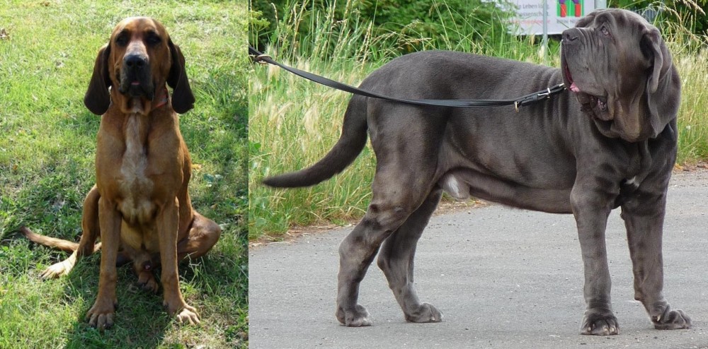 Neapolitan Mastiff vs Majestic Tree Hound - Breed Comparison