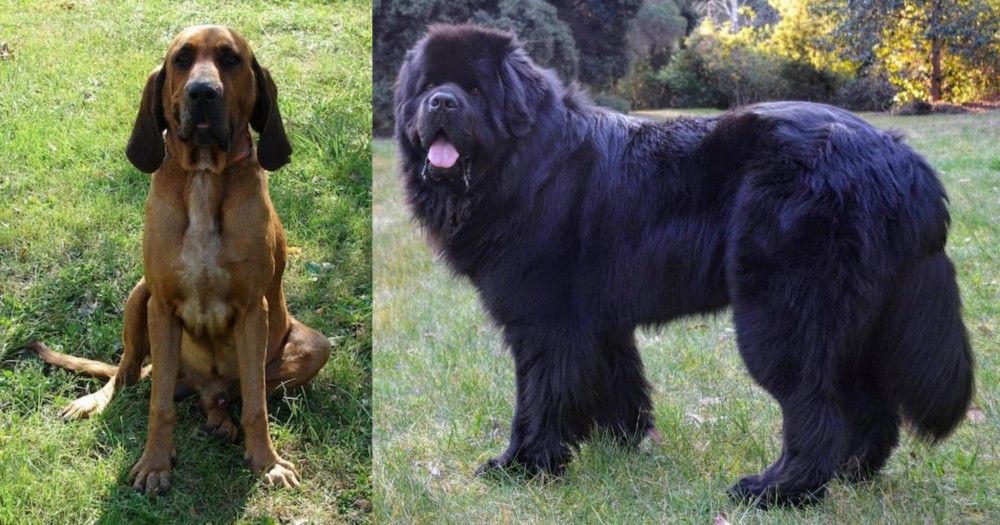 Newfoundland Dog vs Majestic Tree Hound - Breed Comparison
