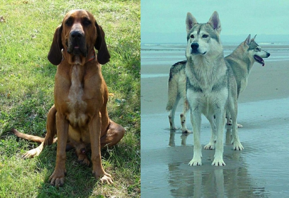 Northern Inuit Dog vs Majestic Tree Hound - Breed Comparison