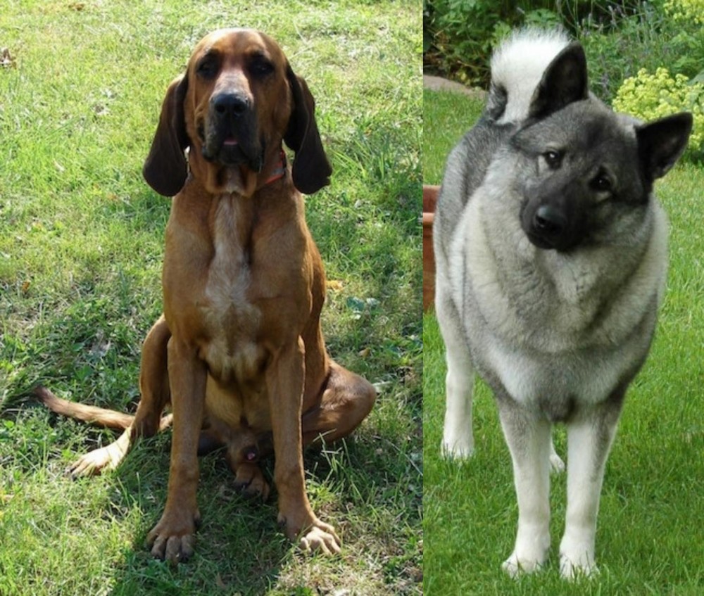 Norwegian Elkhound vs Majestic Tree Hound - Breed Comparison