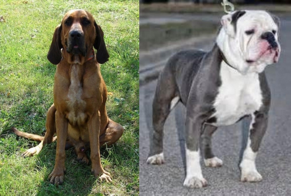 Old English Bulldog vs Majestic Tree Hound - Breed Comparison