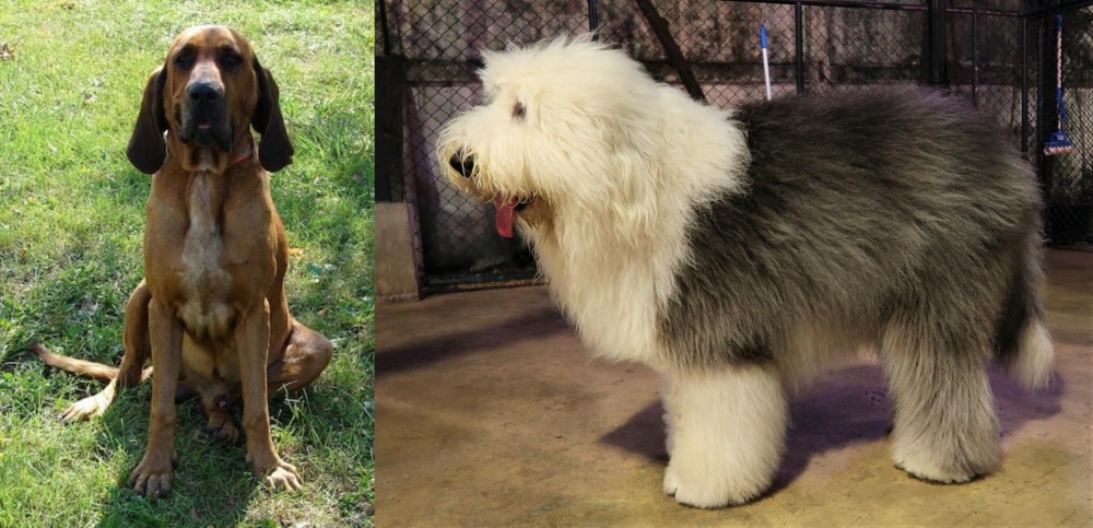 Old English Sheepdog vs Majestic Tree Hound - Breed Comparison