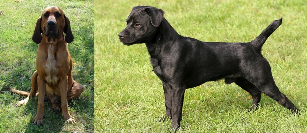 Patterdale Terrier vs Majestic Tree Hound - Breed Comparison