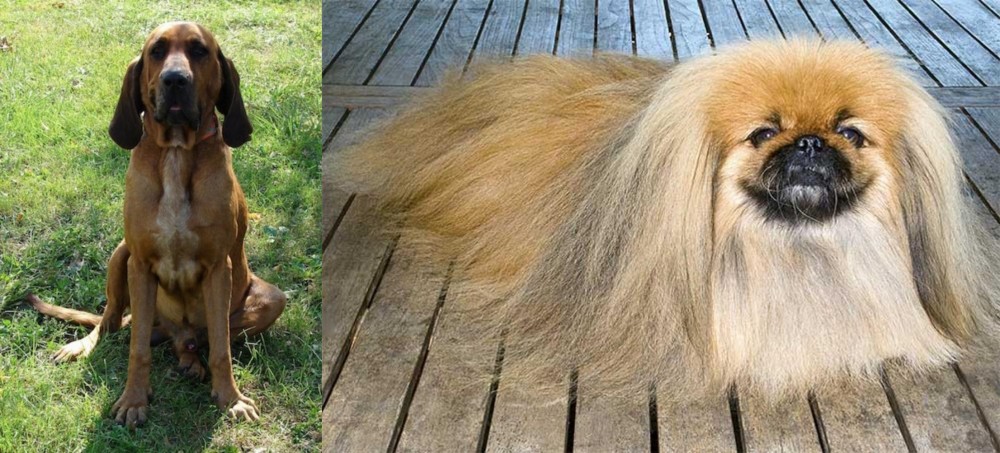 Pekingese vs Majestic Tree Hound - Breed Comparison