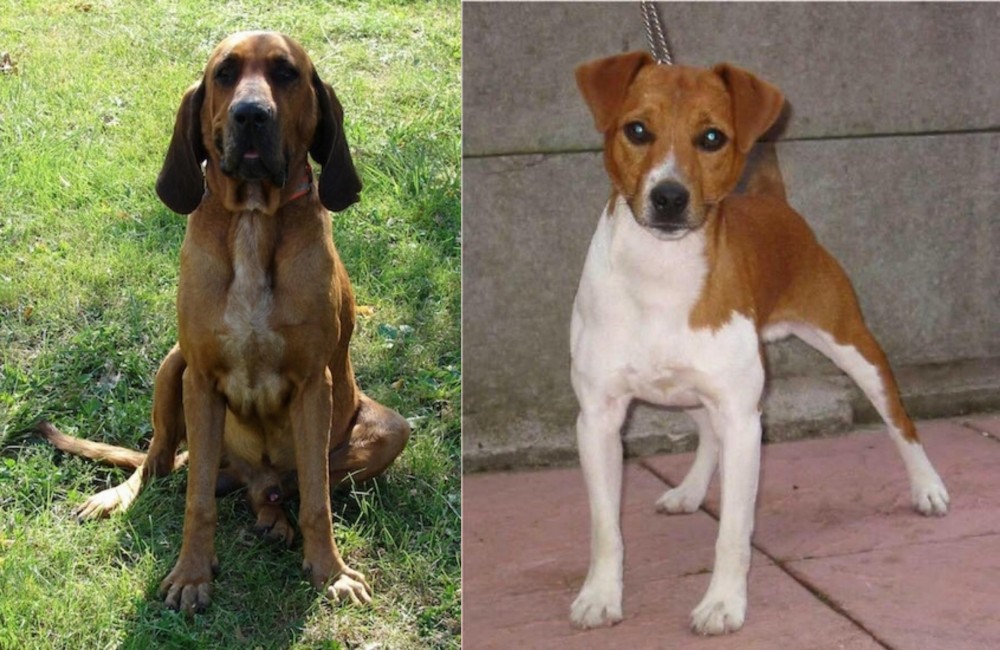 Plummer Terrier vs Majestic Tree Hound - Breed Comparison