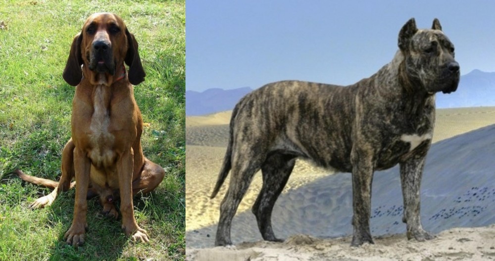 Presa Canario vs Majestic Tree Hound - Breed Comparison