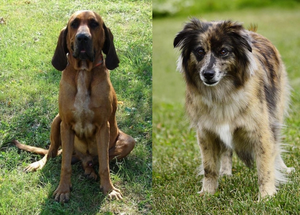 Pyrenean Shepherd vs Majestic Tree Hound - Breed Comparison