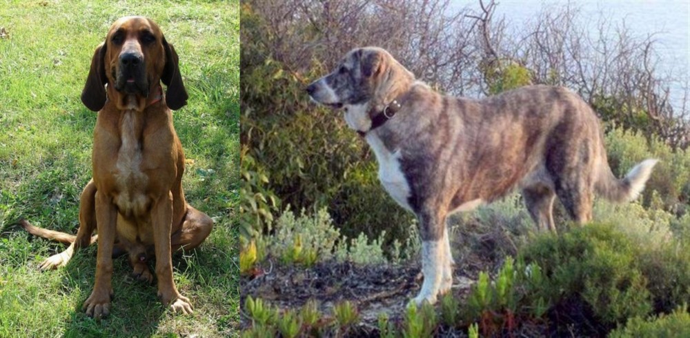Rafeiro do Alentejo vs Majestic Tree Hound - Breed Comparison