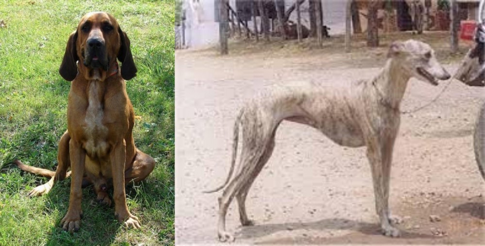 Rampur Greyhound vs Majestic Tree Hound - Breed Comparison