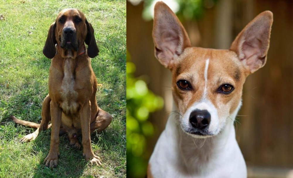 Rat Terrier vs Majestic Tree Hound - Breed Comparison