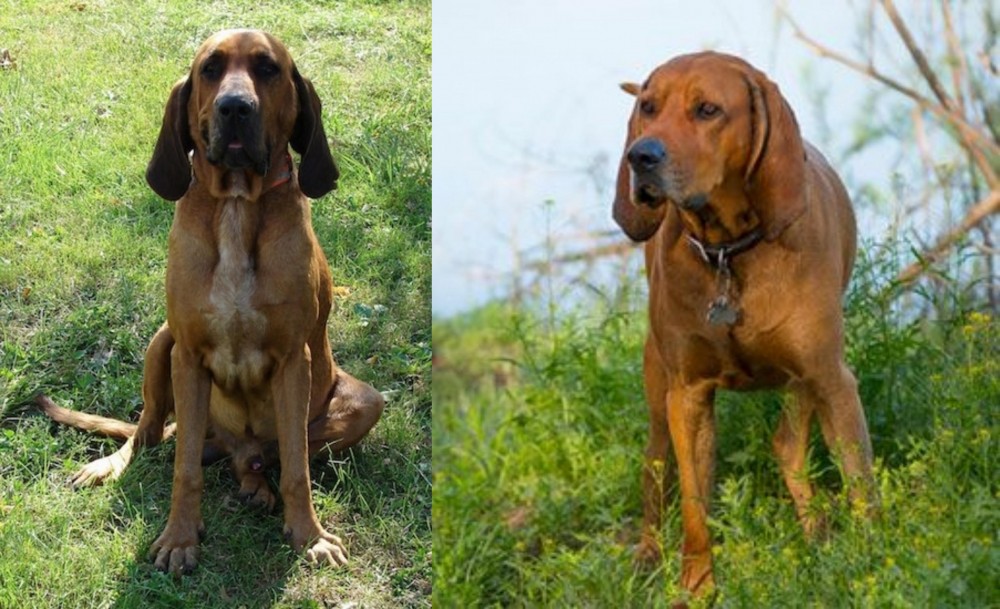 Redbone Coonhound vs Majestic Tree Hound - Breed Comparison