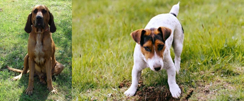 Russell Terrier vs Majestic Tree Hound - Breed Comparison