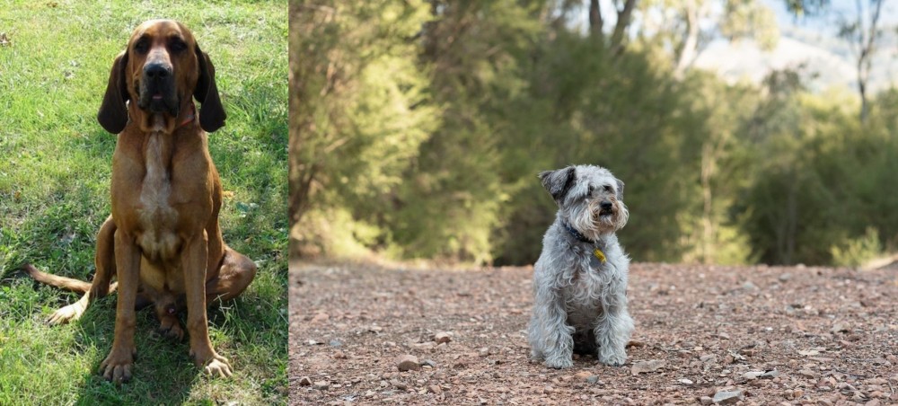 Schnoodle vs Majestic Tree Hound - Breed Comparison