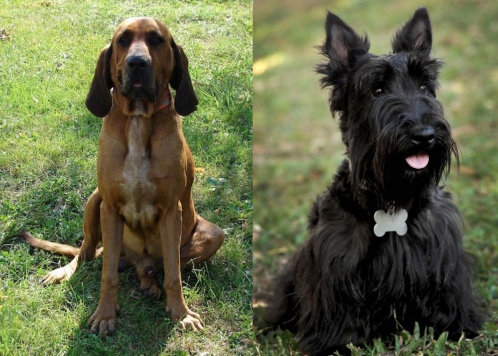 Scoland Terrier vs Majestic Tree Hound - Breed Comparison