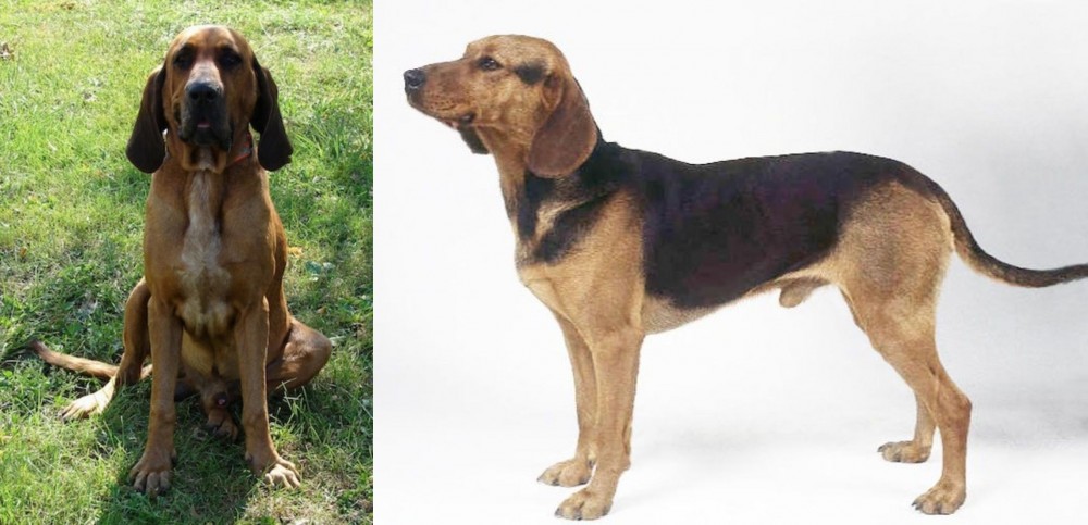 Serbian Hound vs Majestic Tree Hound - Breed Comparison