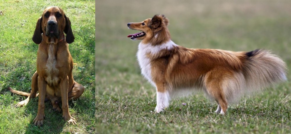 Shetland Sheepdog vs Majestic Tree Hound - Breed Comparison