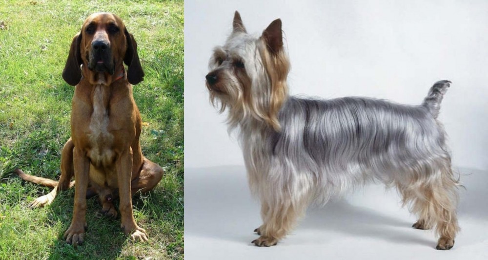 Silky Terrier vs Majestic Tree Hound - Breed Comparison