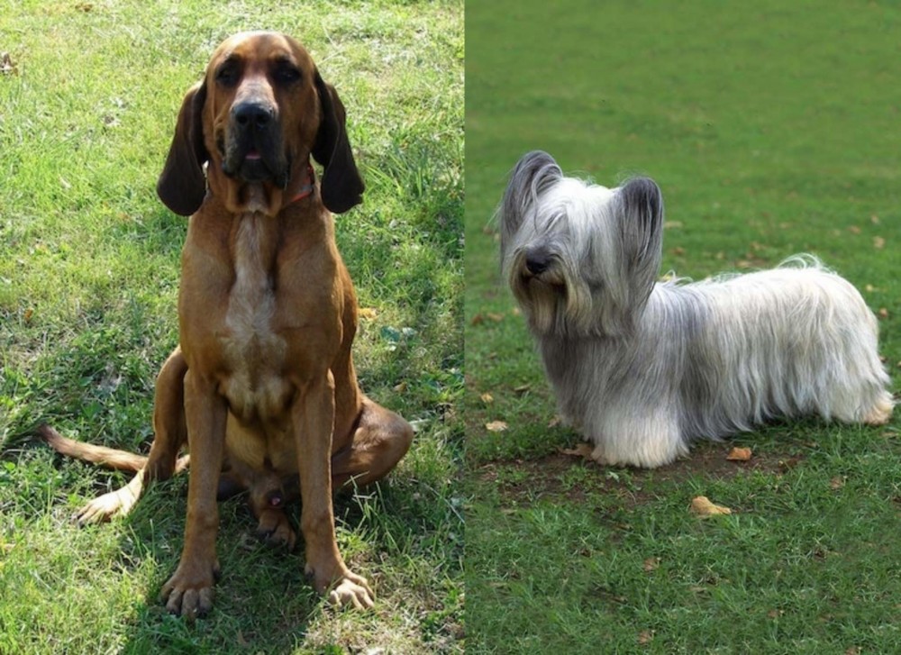 Skye Terrier vs Majestic Tree Hound - Breed Comparison