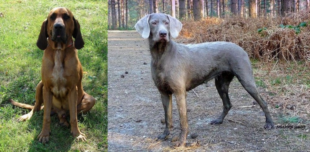 Slovensky Hrubosrsty Stavac vs Majestic Tree Hound - Breed Comparison
