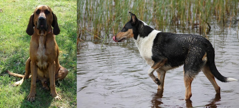 Smooth Collie vs Majestic Tree Hound - Breed Comparison