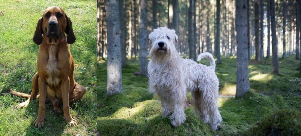 Soft-Coated Wheaten Terrier vs Majestic Tree Hound - Breed Comparison