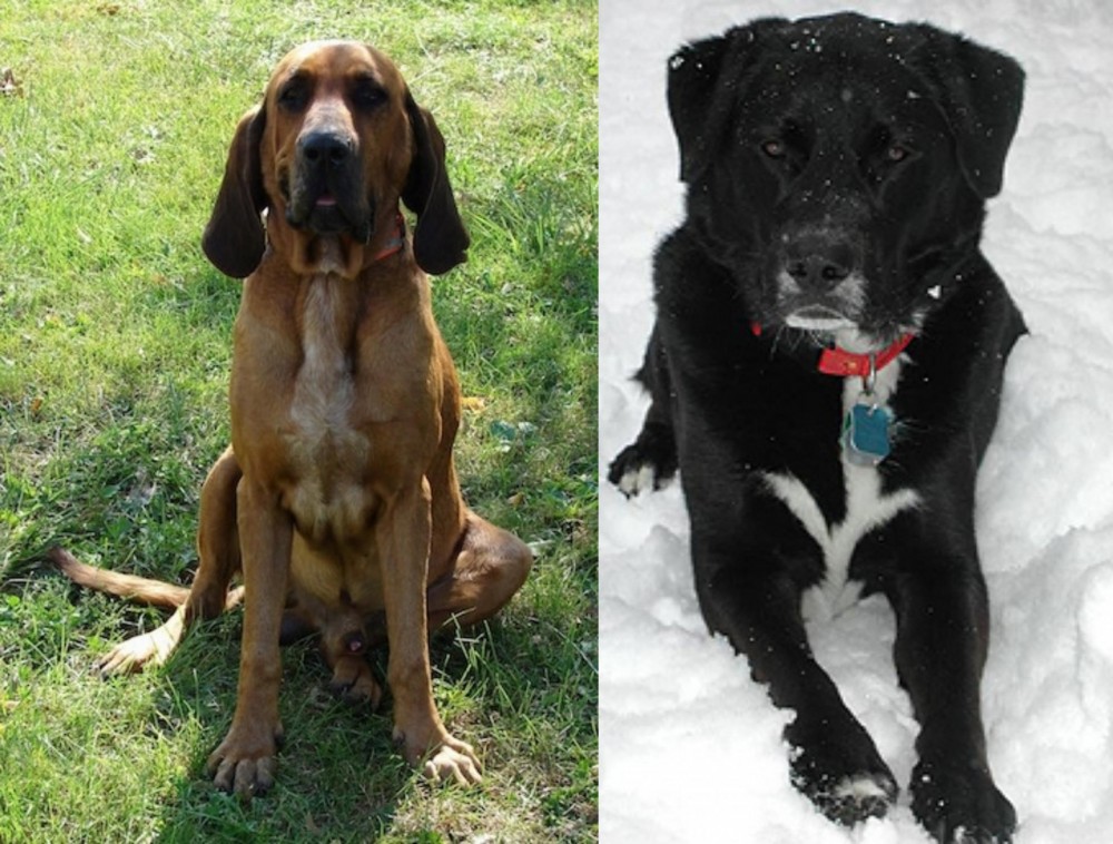 St. John's Water Dog vs Majestic Tree Hound - Breed Comparison