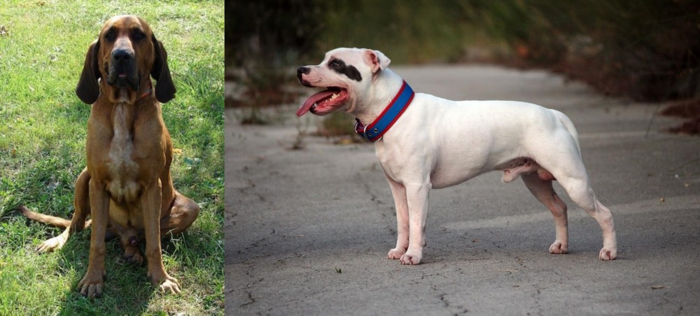 Staffordshire Bull Terrier vs Majestic Tree Hound - Breed Comparison