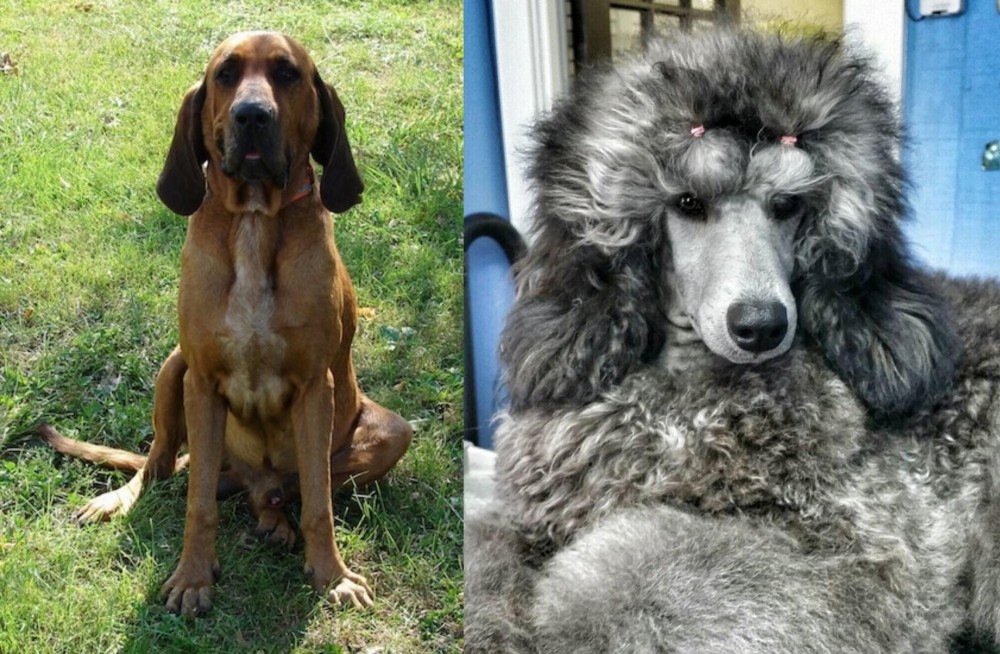 Standard Poodle vs Majestic Tree Hound - Breed Comparison