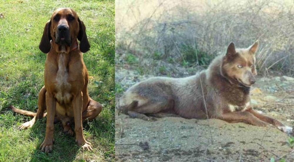 Tahltan Bear Dog vs Majestic Tree Hound - Breed Comparison