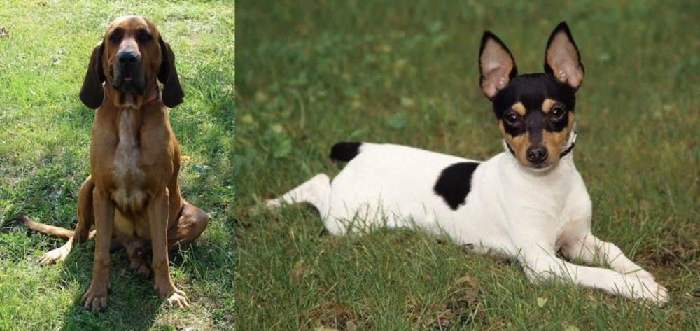 Toy Fox Terrier vs Majestic Tree Hound - Breed Comparison