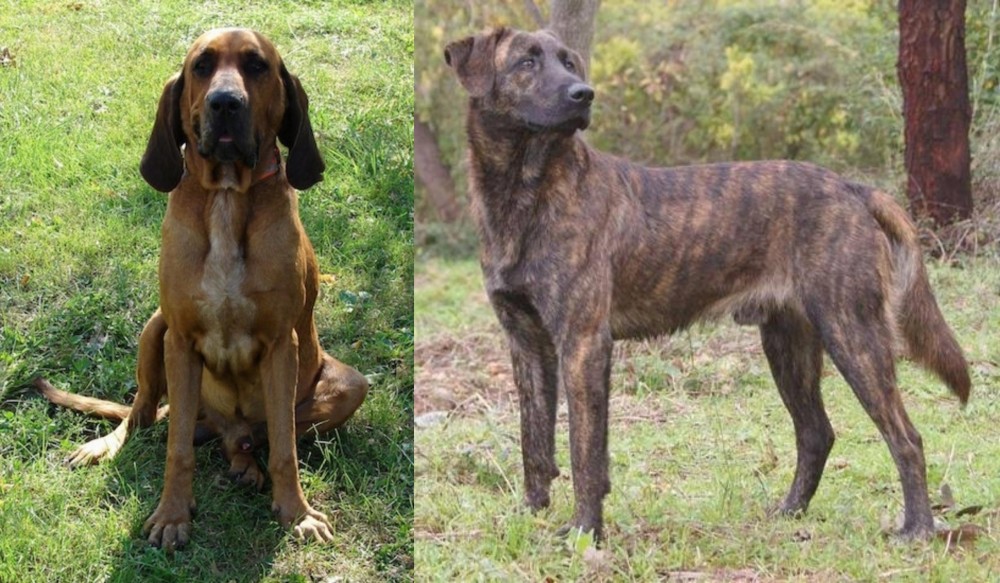 Treeing Tennessee Brindle vs Majestic Tree Hound - Breed Comparison