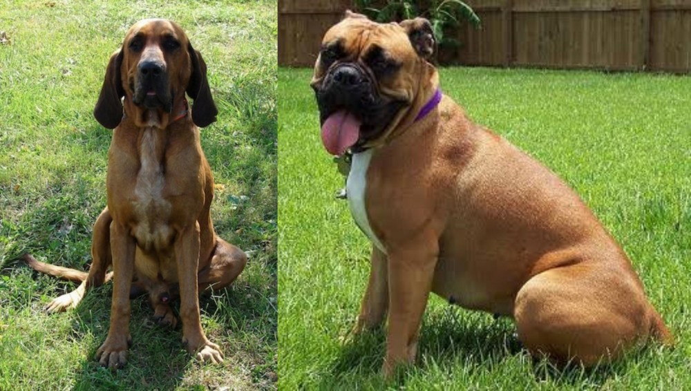 Valley Bulldog vs Majestic Tree Hound - Breed Comparison