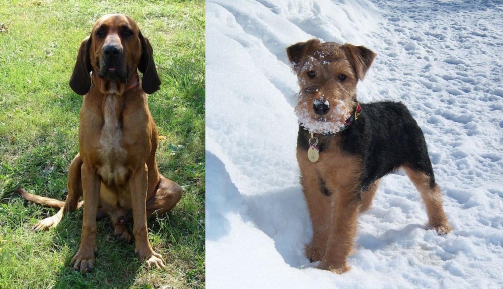 Welsh Terrier vs Majestic Tree Hound - Breed Comparison