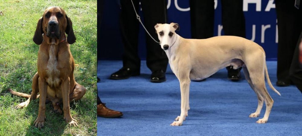 Whippet vs Majestic Tree Hound - Breed Comparison