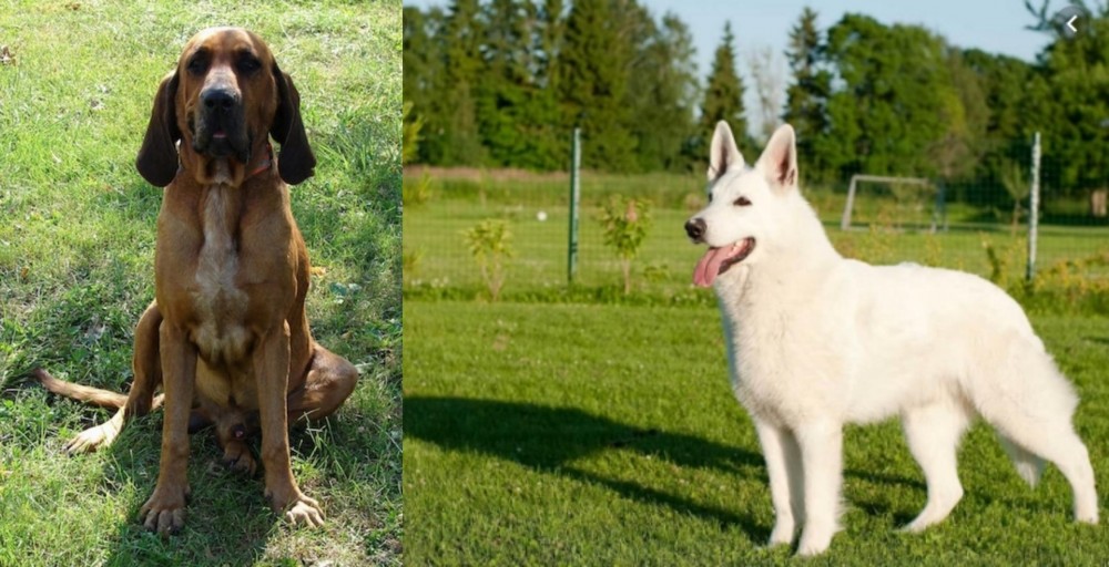 White Shepherd vs Majestic Tree Hound - Breed Comparison