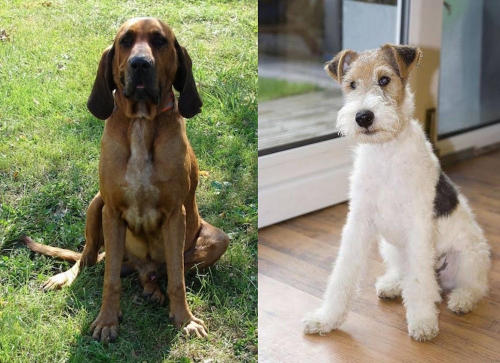 Wire Fox Terrier vs Majestic Tree Hound - Breed Comparison