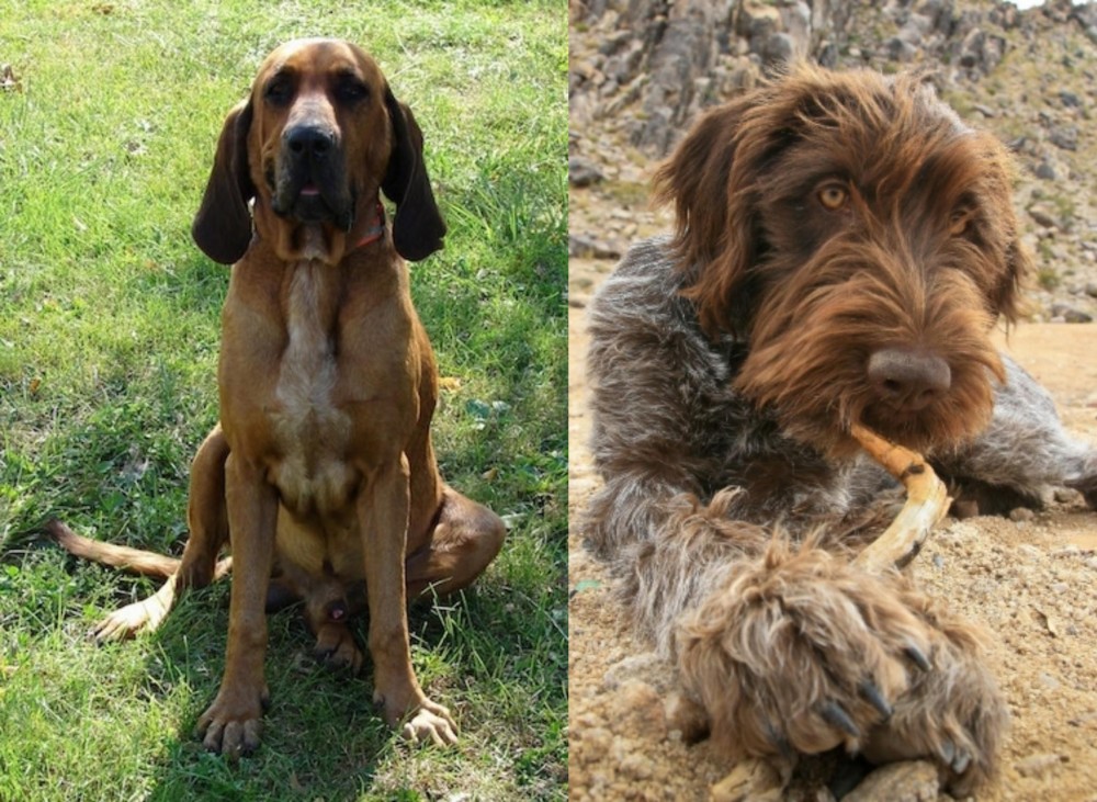 Wirehaired Pointing Griffon vs Majestic Tree Hound - Breed Comparison