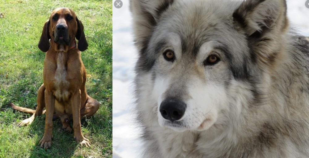 Wolfdog vs Majestic Tree Hound - Breed Comparison