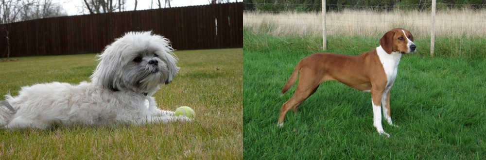 Hygenhund vs Mal-Shi - Breed Comparison