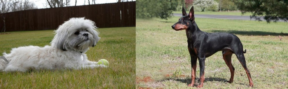 Manchester Terrier vs Mal-Shi - Breed Comparison