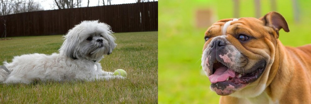 Miniature English Bulldog vs Mal-Shi - Breed Comparison