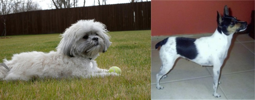 Miniature Fox Terrier vs Mal-Shi - Breed Comparison