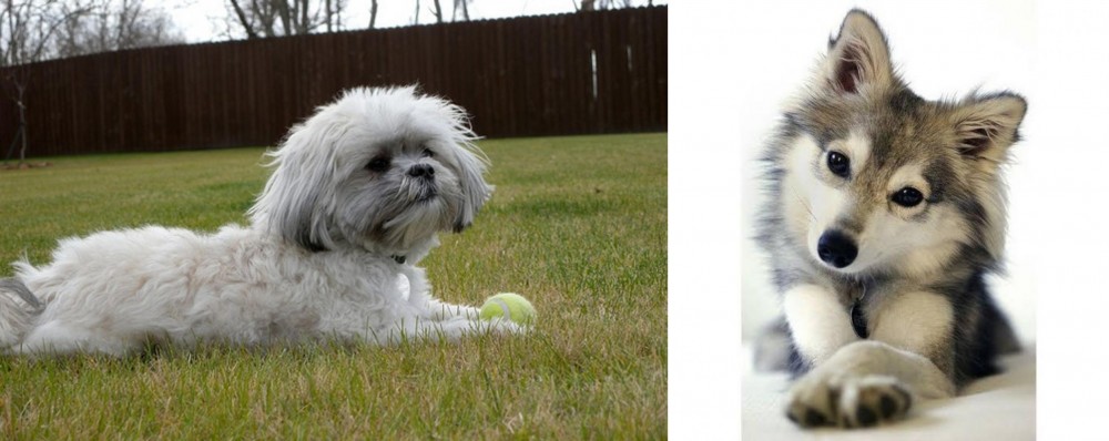 Miniature Siberian Husky vs Mal-Shi - Breed Comparison